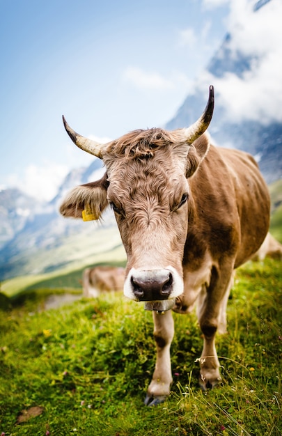 Vaca mastigando grama em prados alpinos