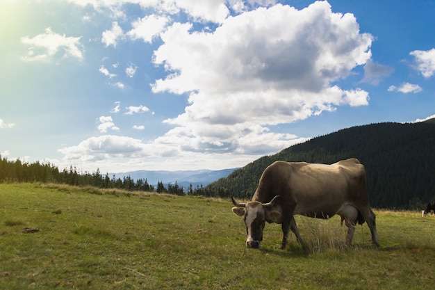 La vaca en el medio ambiente comiendo hierba. Día soleado