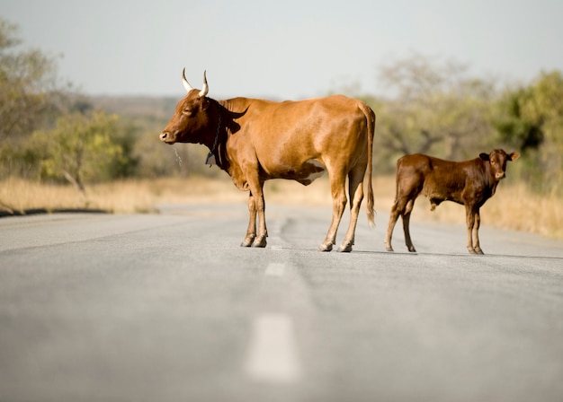 Vaca en medio del camino