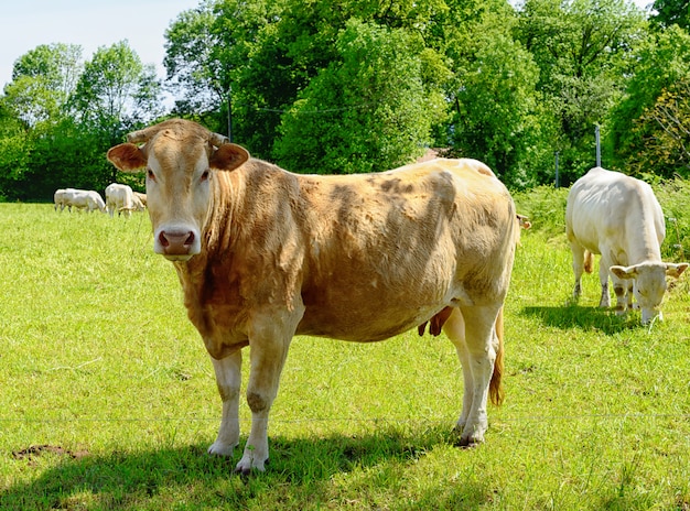 vaca en medio de un prado