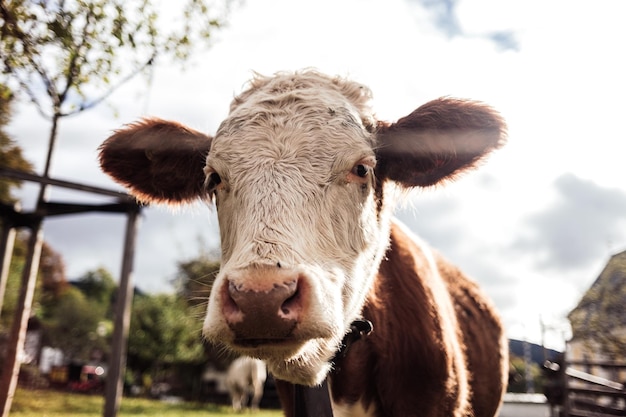 Una vaca mirando a la cámara