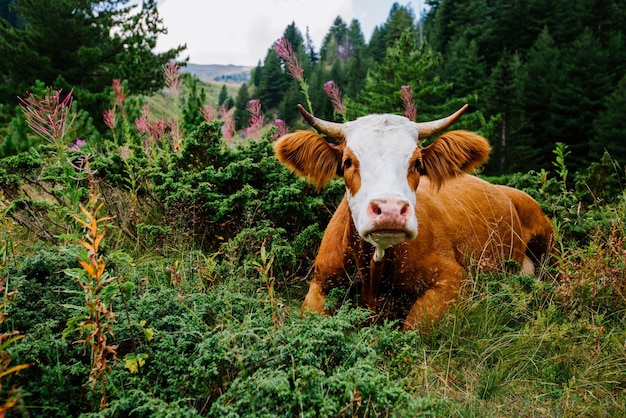 Vaca en las montañas