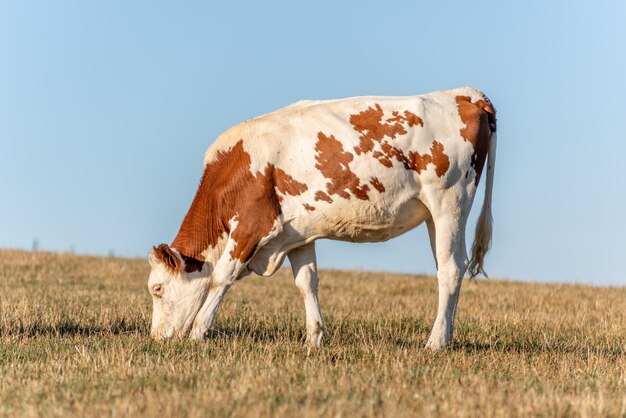 Vaca de Montbeliarde en un pasto