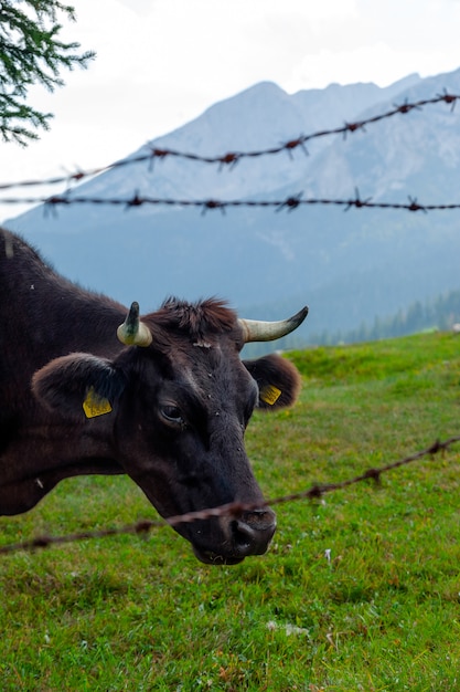 Vaca. Montenegro, Parque Nacional Durmitor