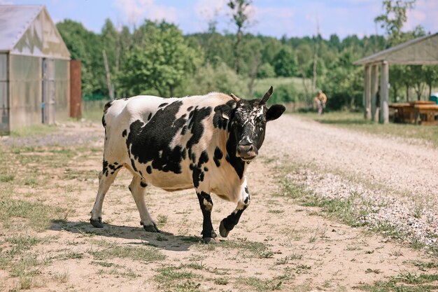 Vaca moteada en blanco y negro en la granja