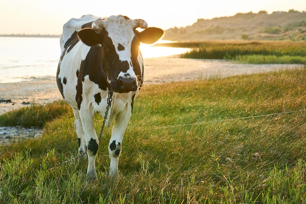 Vaca moteada pasta en un prado cerca del mar