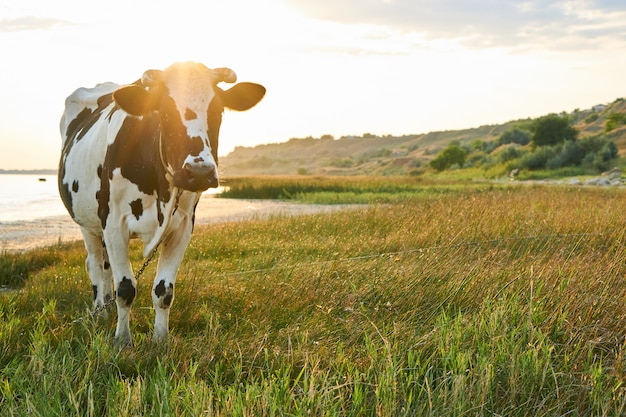 Vaca moteada pasta en un prado cerca del mar