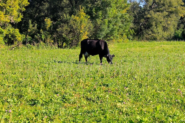 Vaca na campina