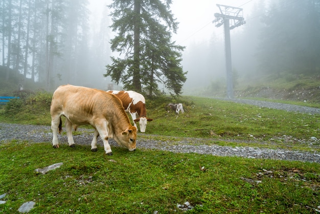 Vaca na colina