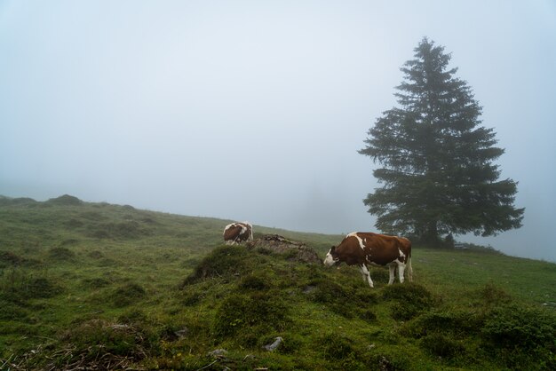 Vaca na colina