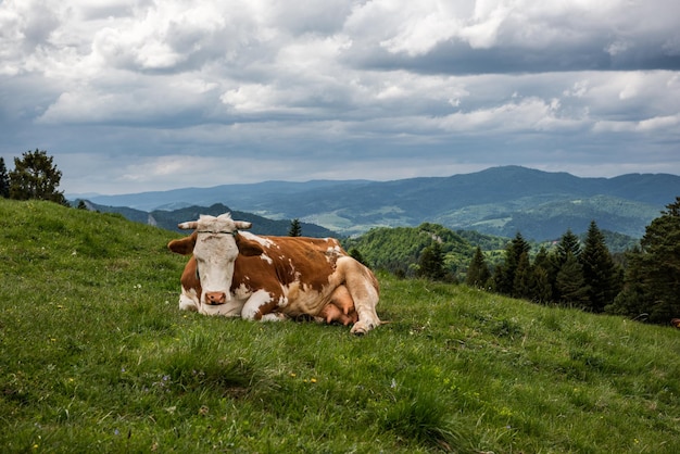 Vaca na grama na paisagem de Pieniny Mountains ao fundo