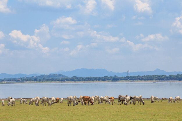 Foto vaca na grama verde e céu azul