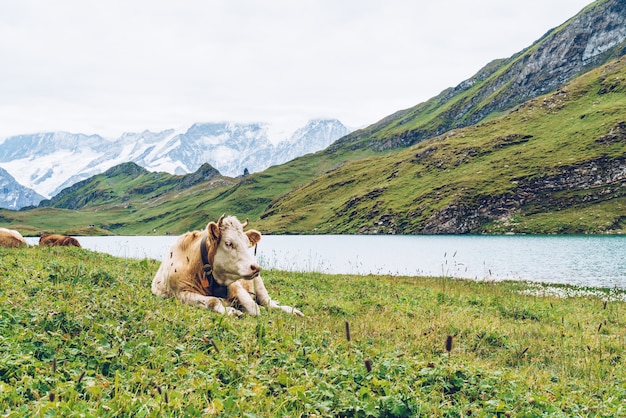 Vaca na montanha Suíça Alpes Grindelwald primeiro