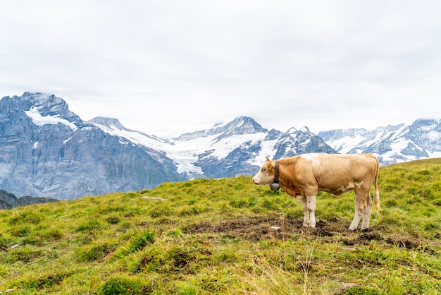 Vaca na montanha Suíça Alpes Grindelwald primeiro