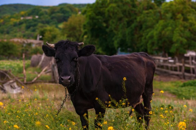 Vaca na paisagem rural com palheiros após a chuva