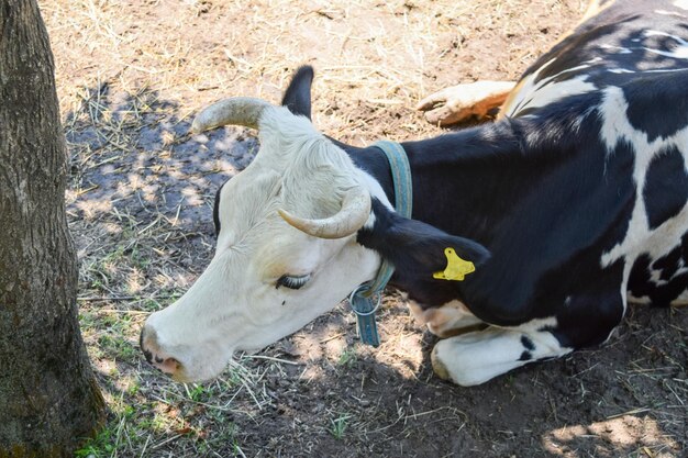 Foto vaca na relva uma vaca está deitada