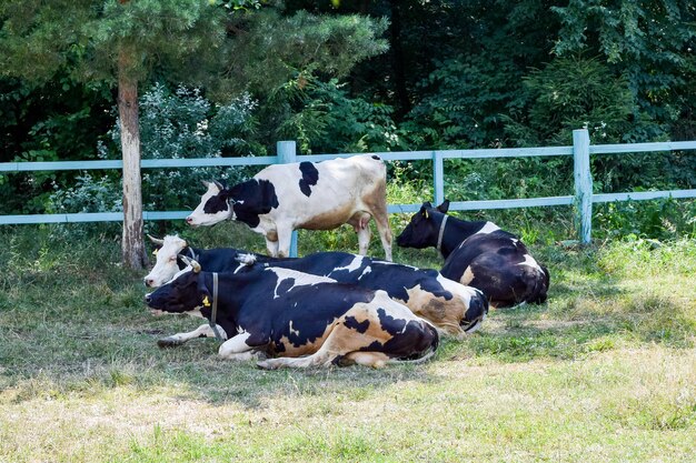Foto vaca na relva uma vaca está deitada