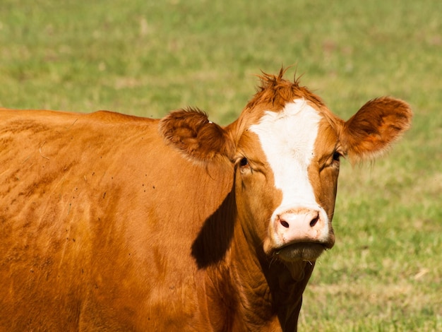 Vaca naranja pastando en pastos verdes.