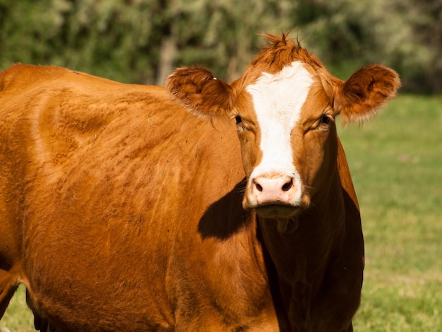 Vaca naranja pastando en pastos verdes.