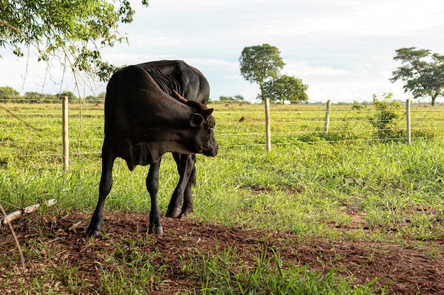 vaca negra adulta