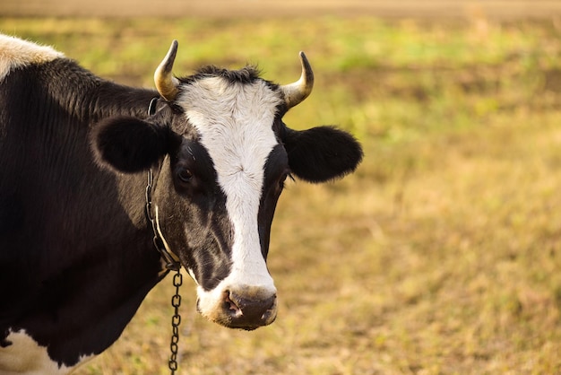 vaca negra y blanca en el espacio de primer plano de la granja para el texto a la derecha