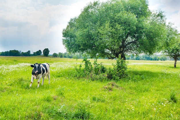 Vaca negra en el campo verde con gran árbol. Paisaje rural