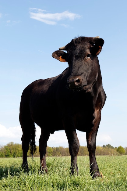 Vaca negra en Francia