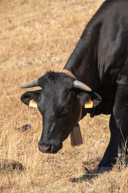 Una vaca negra pasta con muchas moscas en la cabeza en las dehesas extremeñas comiendo hierba y bellotas