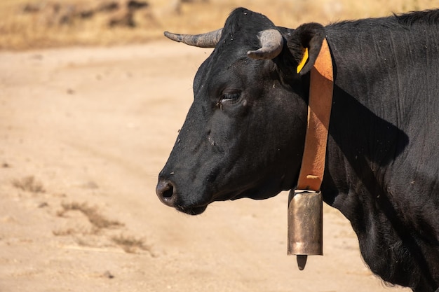 Una vaca negra pasta con muchas moscas en la cabeza en las dehesas extremeñas comiendo hierba y bellotas