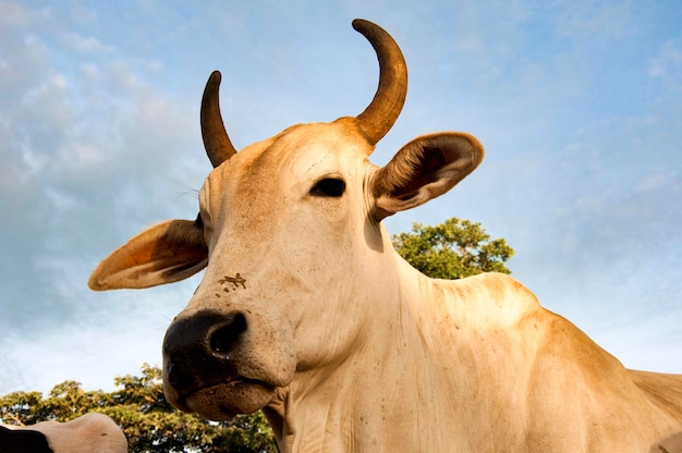 Vaca Nelore aislado sobre fondo de cielo