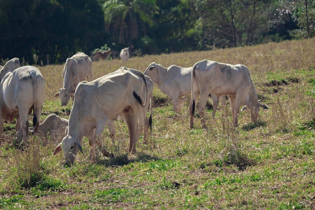 Vaca nelore blanca en la granja