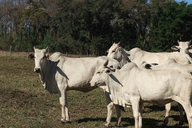 Vaca nelore blanca en la granja