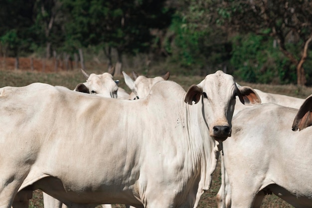 Foto vaca nelore branca na fazenda