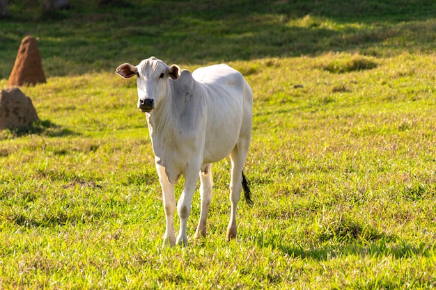 Vaca nelore branca no pasto
