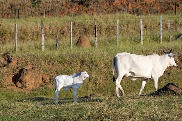 Vaca Nelore en un campo pastando hierba verde Enfoque selectivo