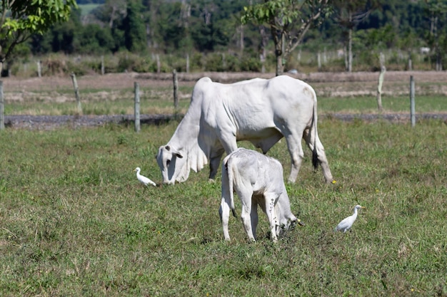 Vaca Nelore en un campo pastando hierba verde Enfoque selectivo