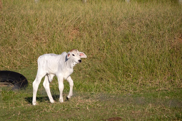 Foto vaca nelore em um campo pastando grama verde foco seletivo