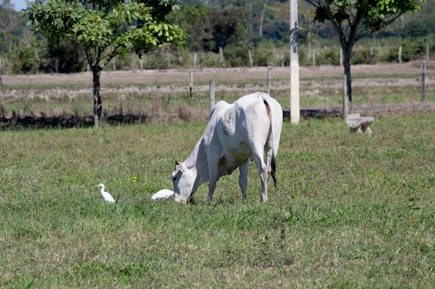 Vaca Nelore em um campo pastando grama verde Foco seletivo