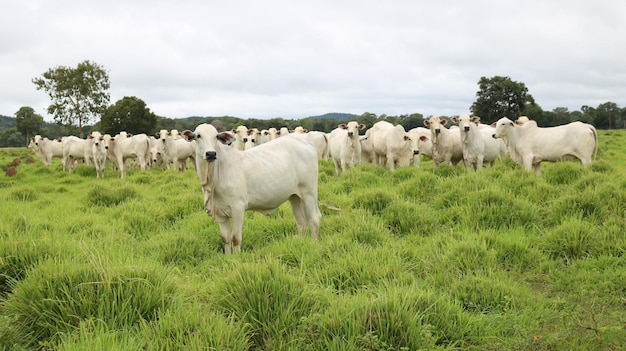 Vaca nelore no pasto