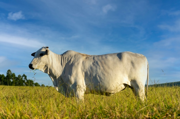 Vaca Nelore en pastos con cielo azul