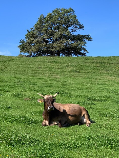 Foto vaca no campo contra o céu