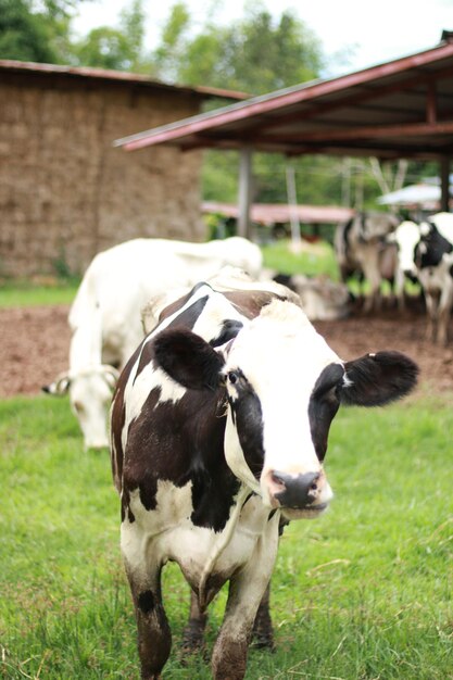 Foto vaca no campo