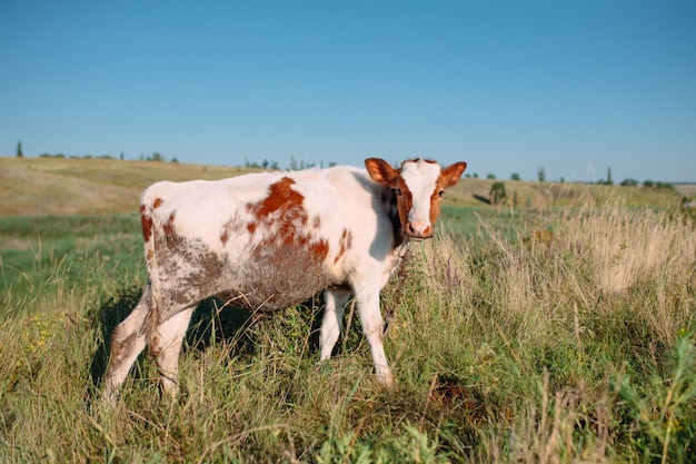 Vaca no campo