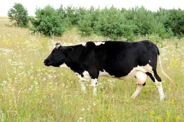 Vaca no pasto comendo grama