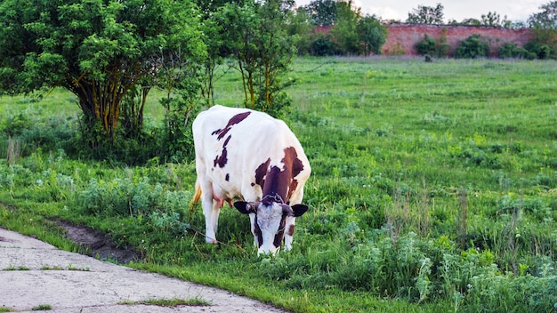 Vaca no pasto perto da estrada. Criação de gado
