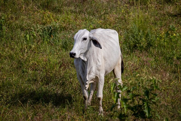 Vaca no pasto. Vegetação típica do nordeste do Brasil.