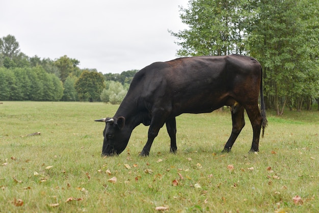 Vaca no prado. Rural. Vacas pastando no pasto.