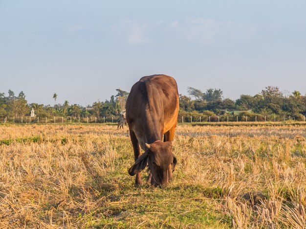 Vaca no prado verde do campo. Composição da natureza.