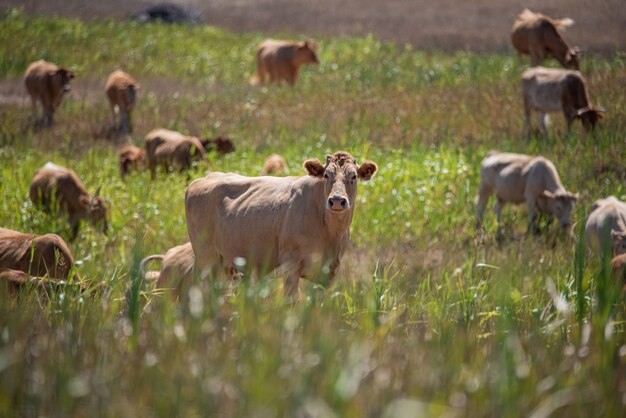 Vaca no prado