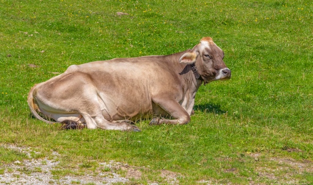 Vaca no Tirol